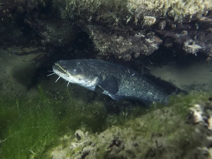 Gerahmter Druck : Wels (Silurus glanis), Waller. Gerahmter Druck : Wels (Silurus glanis), Waller.
