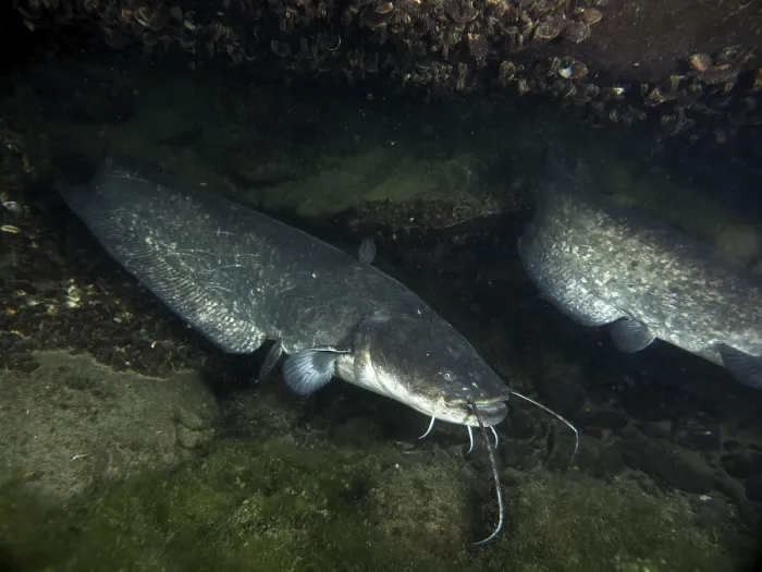 Gerahmter Druck : Zwei Wels (Silurus glanis), Waller. Gerahmter Druck : Zwei Wels (Silurus glanis), Waller.