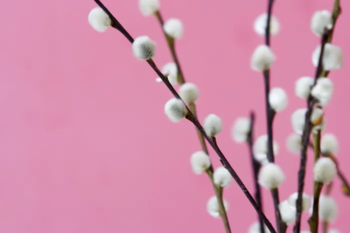 Gerahmter Druck : Catkins Gerahmter Druck : Catkins