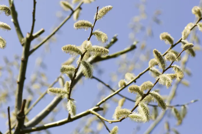 Gerahmter Druck : Catkins Gerahmter Druck : Catkins