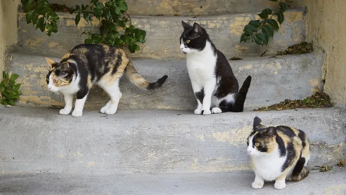 Gerahmter Druck : Drei Katzen auf einer Steinstufe. Gerahmter Druck : Drei Katzen auf einer Steinstufe.