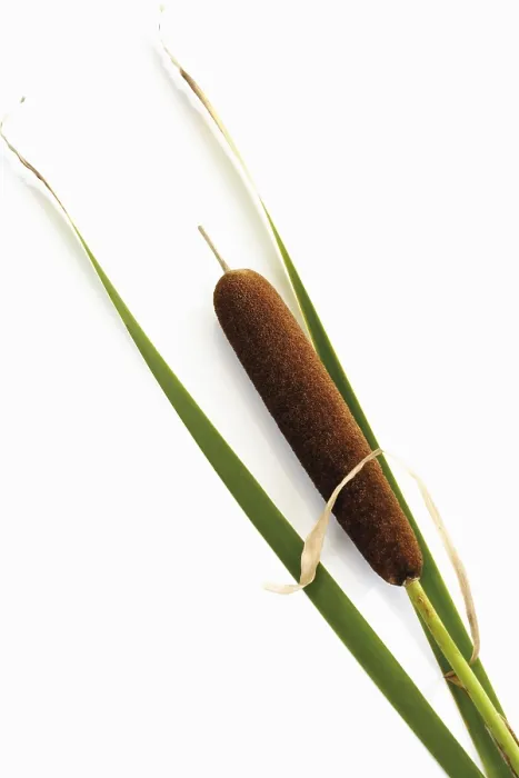 Gerahmter Druck : Schilfrohr (Typha) Gerahmter Druck : Schilfrohr (Typha)