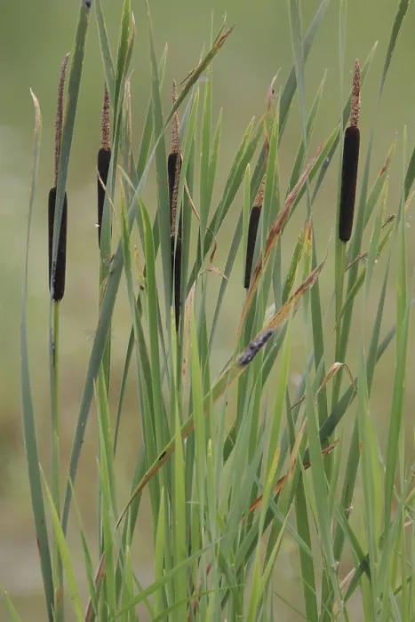Gerahmter Druck : Schilfrohr, Typha latifolia Gerahmter Druck : Schilfrohr, Typha latifolia