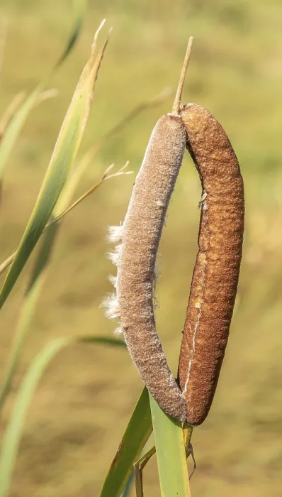 Gerahmter Druck : Schilfrohr Typha spec. Gerahmter Druck : Schilfrohr Typha spec.