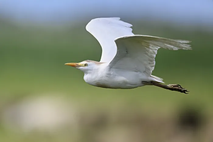 Gerahmter Druck : Rennvogel (Bubulcus ibis), in Flug.