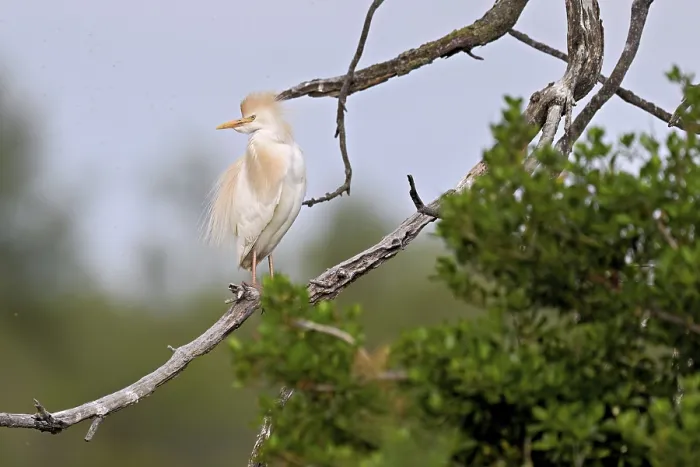 Gerahmter Druck : Rennvogel (Bubulcus ibis), auf einem Ast sitzend. Gerahmter Druck : Rennvogel (Bubulcus ibis), auf einem Ast sitzend.