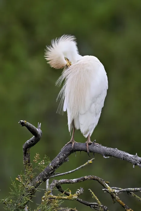 Gerahmter Druck : Rennvogel (Bubulcus ibis), auf einem Ast sitzend. Gerahmter Druck : Rennvogel (Bubulcus ibis), auf einem Ast sitzend.