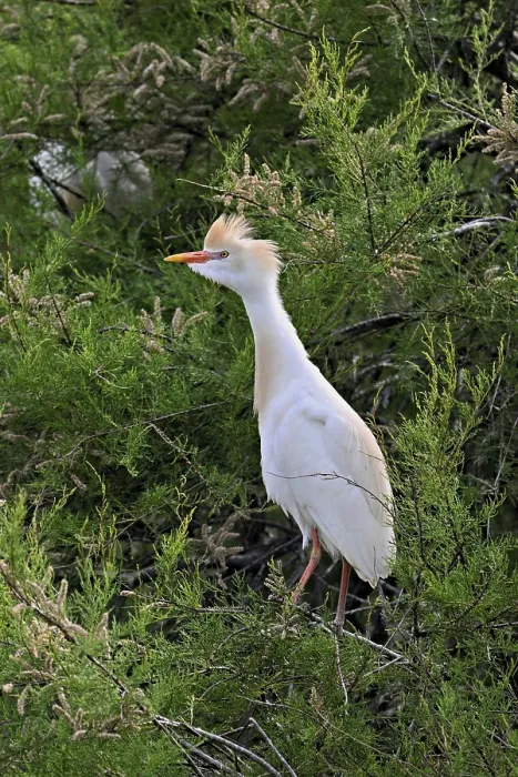Gerahmter Druck : Rennvogel (Bubulcus ibis), mit einem roten Schnabel. Gerahmter Druck : Rennvogel (Bubulcus ibis), mit einem roten Schnabel.