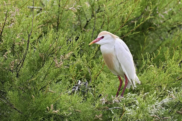 Gerahmter Druck : Rennvogel (Bubulcus ibis), mit einem roten Schnabel. Gerahmter Druck : Rennvogel (Bubulcus ibis), mit einem roten Schnabel.