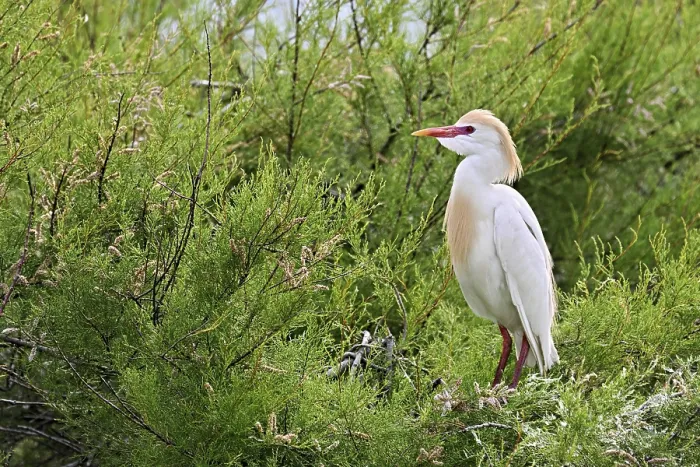 Gerahmter Druck : Rennvogel (Bubulcus ibis), mit einem roten Schnabel. Gerahmter Druck : Rennvogel (Bubulcus ibis), mit einem roten Schnabel.