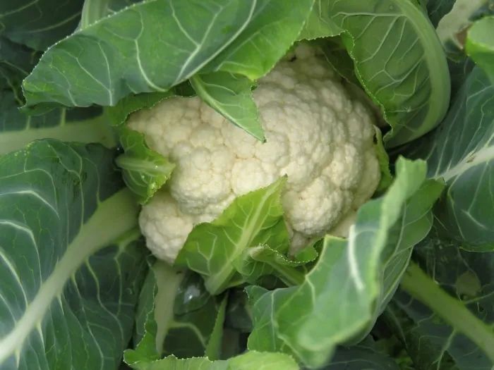 Gerahmter Druck : Cauliflower Gerahmter Druck : Cauliflower