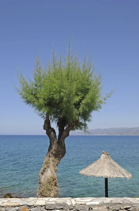 Gerahmter Druck : Zederbaum und ein Sonnenschirm, Kreta. Gerahmter Druck : Zederbaum und ein Sonnenschirm, Kreta.