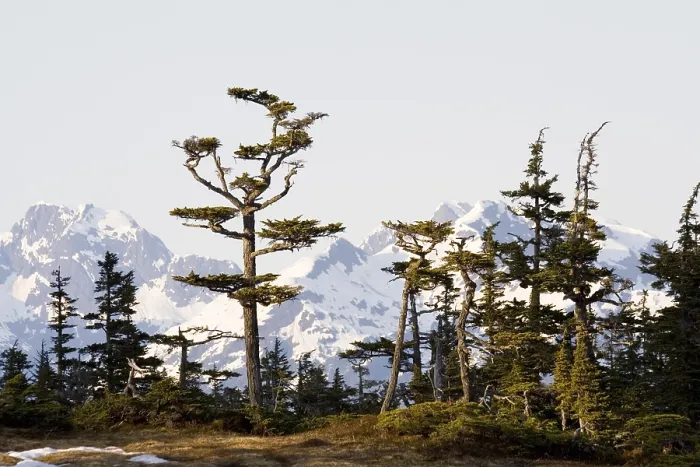 Gerahmter Druck : Zedernbäume im Abendlicht, Hintergrund Berge. Gerahmter Druck : Zedernbäume im Abendlicht, Hintergrund Berge.