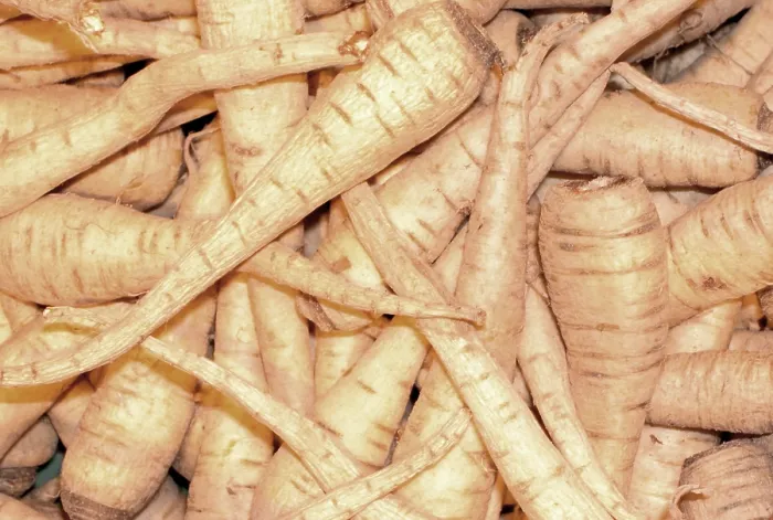 Gerahmter Druck : Celery Gerahmter Druck : Celery