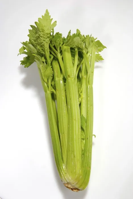 Gerahmter Druck : Celery Gerahmter Druck : Celery