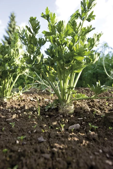Gerahmter Druck : Sellerie (Apium) im Beet. Gerahmter Druck : Sellerie (Apium) im Beet.