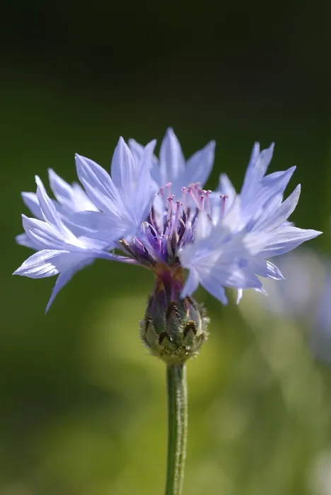 Gerahmter Druck : Kornblume