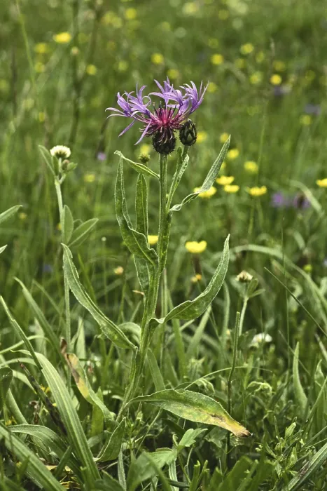 Gerahmter Druck : Centaurea triumfetti, Centaurea axillaris Gerahmter Druck : Centaurea triumfetti, Centaurea axillaris