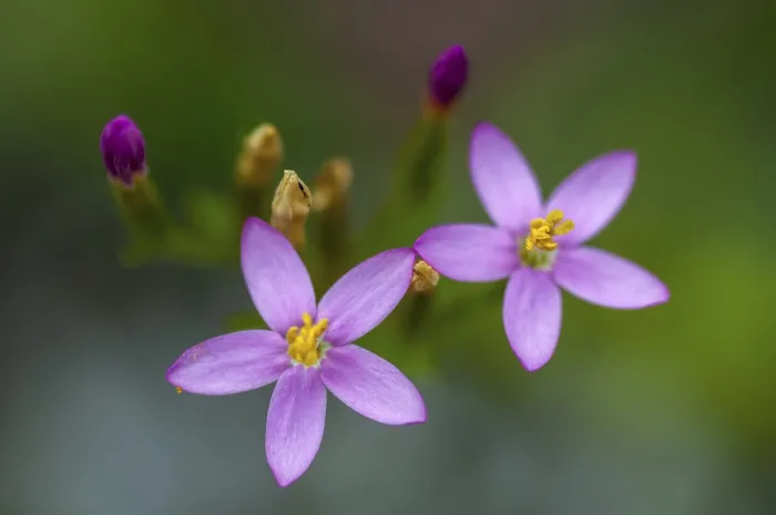 Gerahmter Druck : Centaurium erythraea, Gemeiner Zinnkau. Gerahmter Druck : Centaurium erythraea, Gemeiner Zinnkau.