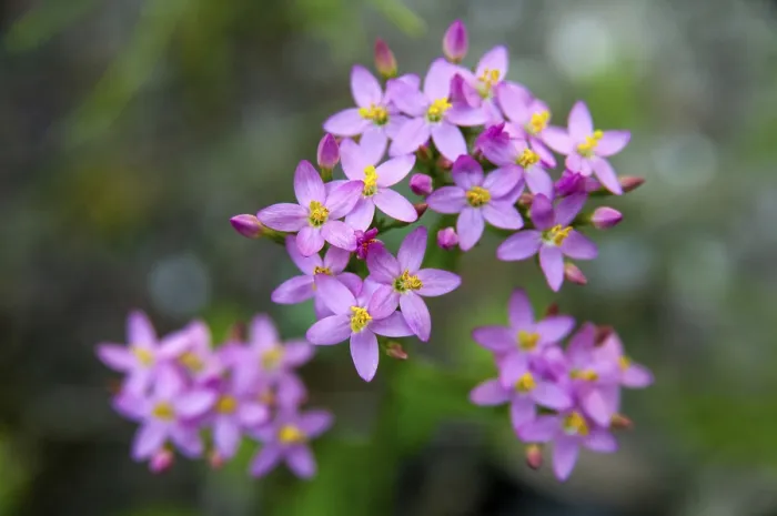 Gerahmter Druck : Centaurium erythraea, Gemeiner Zinnkraut. Gerahmter Druck : Centaurium erythraea, Gemeiner Zinnkraut.