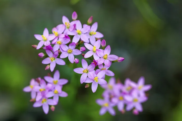 Gerahmter Druck : Centaurium erythraea, Gemeiner Zinnkohl. Gerahmter Druck : Centaurium erythraea, Gemeiner Zinnkohl.