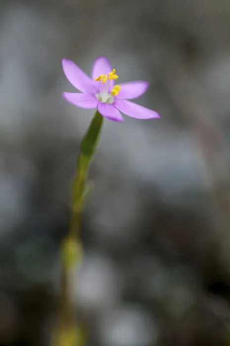 Gerahmter Druck : Centaurium erythraea, Gemeiner Zinnkraut. Gerahmter Druck : Centaurium erythraea, Gemeiner Zinnkraut.