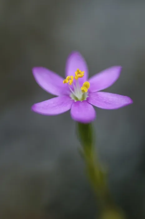 Gerahmter Druck : Centaurium erythraea, Gemeiner Zinnkraut. Gerahmter Druck : Centaurium erythraea, Gemeiner Zinnkraut.