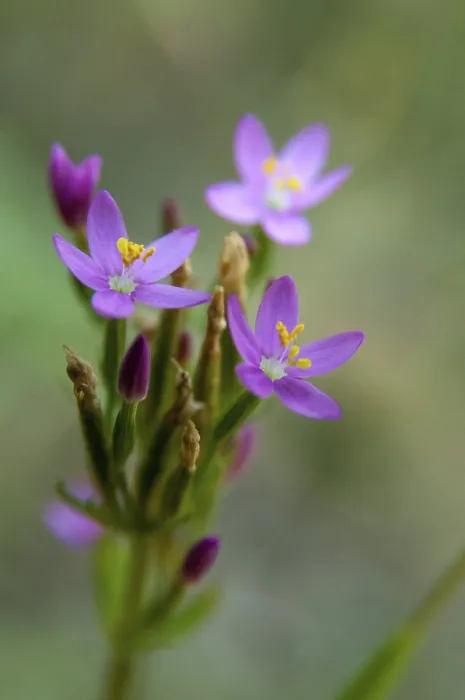 Gerahmter Druck : Centaurium erythraea, Gemeiner Zinnkraut. Gerahmter Druck : Centaurium erythraea, Gemeiner Zinnkraut.