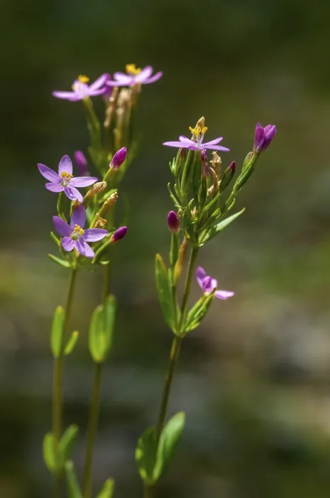 Gerahmter Druck : Centaurium erythraea, Gemeiner Zinnkraut. Gerahmter Druck : Centaurium erythraea, Gemeiner Zinnkraut.