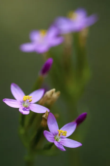 Gerahmter Druck : Centaurium erythraea, Gemeiner Zinnkraut. Gerahmter Druck : Centaurium erythraea, Gemeiner Zinnkraut.