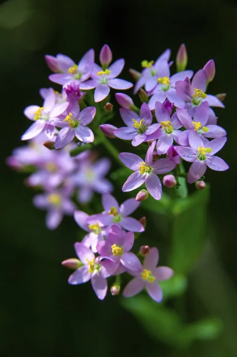 Gerahmter Druck : Centaurium erythraea, Gemeiner Zinnkau Gerahmter Druck : Centaurium erythraea, Gemeiner Zinnkau