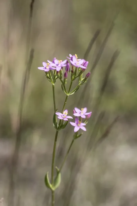 Gerahmter Druck : Centaury (Centaurea erythraea) Gerahmter Druck : Centaury (Centaurea erythraea)