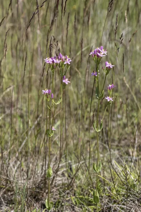 Gerahmter Druck : Centaury (Centaureum erythraea) Gerahmter Druck : Centaury (Centaureum erythraea)