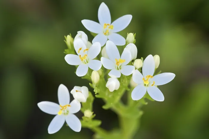 Gerahmter Druck : Centaurie (Centaurium erythraea) Gerahmter Druck : Centaurie (Centaurium erythraea)