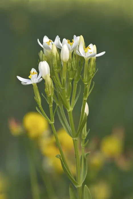 Gerahmter Druck : Centaurie (Centaurium erythraea) Gerahmter Druck : Centaurie (Centaurium erythraea)