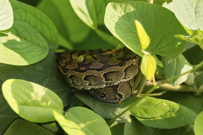 Gerahmter Druck : Zentralafrikanischer Bergpython (Python sebae) Gerahmter Druck : Zentralafrikanischer Bergpython (Python sebae)