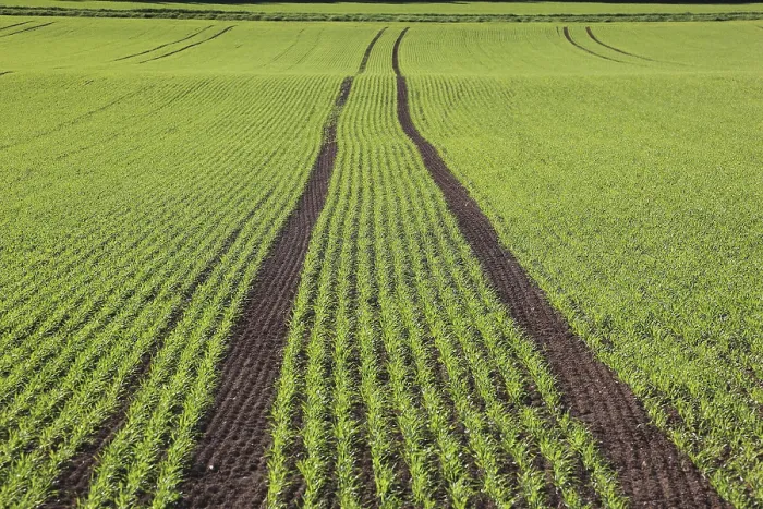 Gerahmter Druck : Getreidefeld im Frühling Gerahmter Druck : Getreidefeld im Frühling