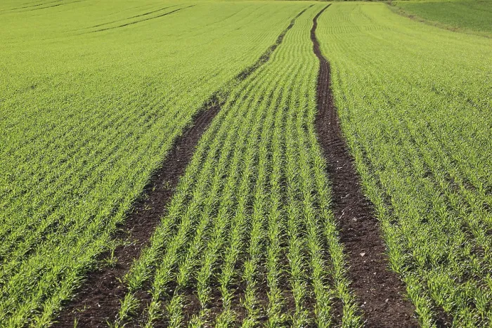 Gerahmter Druck : Getreidefeld im Frühling. Gerahmter Druck : Getreidefeld im Frühling.