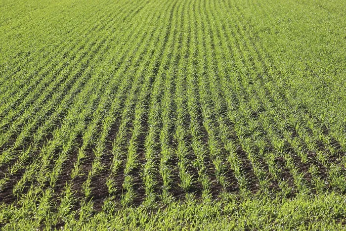 Gerahmter Druck : Getreidefeld im Frühling Gerahmter Druck : Getreidefeld im Frühling