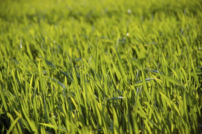 Gerahmter Druck : Getreidefeld im Frühling Gerahmter Druck : Getreidefeld im Frühling