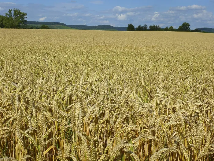 Gerahmter Druck : Cereals Gerahmter Druck : Cereals