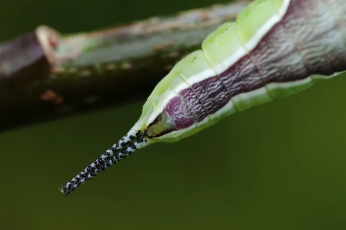 Gerahmter Druck : Cerura vinula, Forktail, große Forktail Gerahmter Druck : Cerura vinula, Forktail, große Forktail