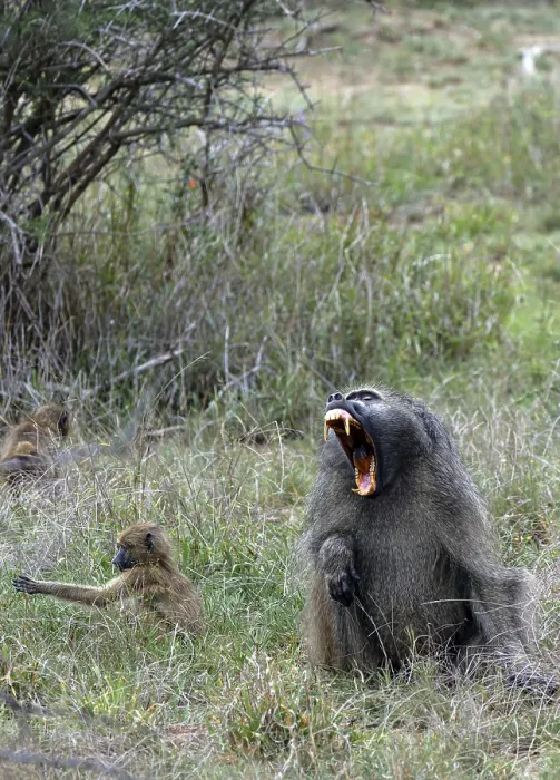 Gerahmter Druck : Chacma-Baboon sitzt in Gras. Gerahmter Druck : Chacma-Baboon sitzt in Gras.