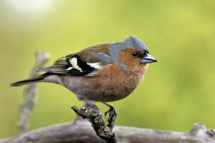 Gerahmter Druck : Sperling im Apfelbaum. Gerahmter Druck : Sperling im Apfelbaum.