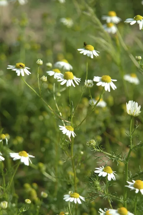 Gerahmter Druck : Kamille, Matricaria chamomilla Gerahmter Druck : Kamille, Matricaria chamomilla