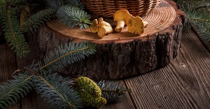 Gerahmter Druck : Chanterelle Gerahmter Druck : Chanterelle