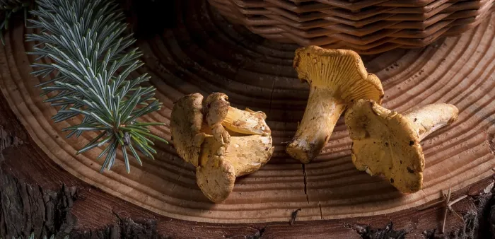 Gerahmter Druck : Chanterelle Gerahmter Druck : Chanterelle