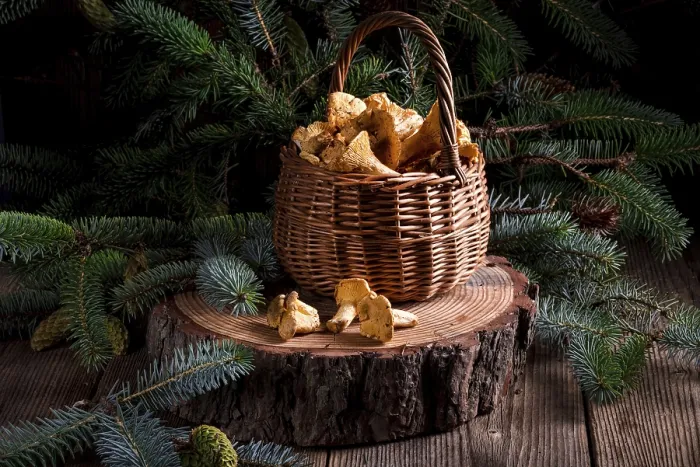 Gerahmter Druck : Chanterelle Gerahmter Druck : Chanterelle