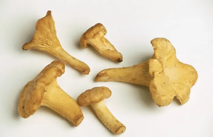 Gerahmter Druck : Chanterelle, Eierschwamm oder Steinpilz Gerahmter Druck : Chanterelle, Eierschwamm oder Steinpilz