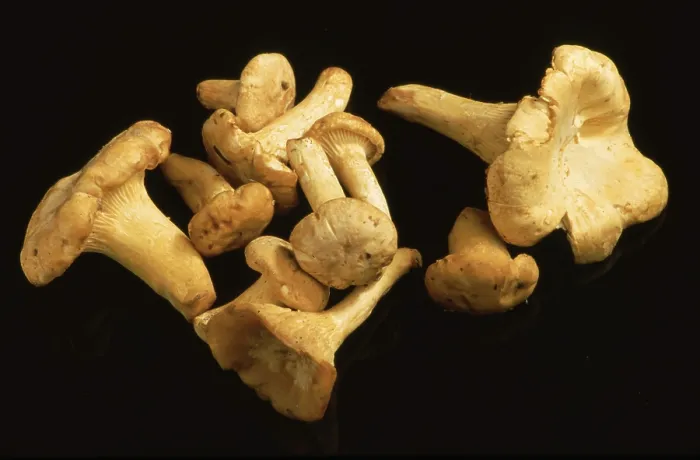Gerahmter Druck : Chanterelle, Eierschwamm oder Steinpilz Gerahmter Druck : Chanterelle, Eierschwamm oder Steinpilz